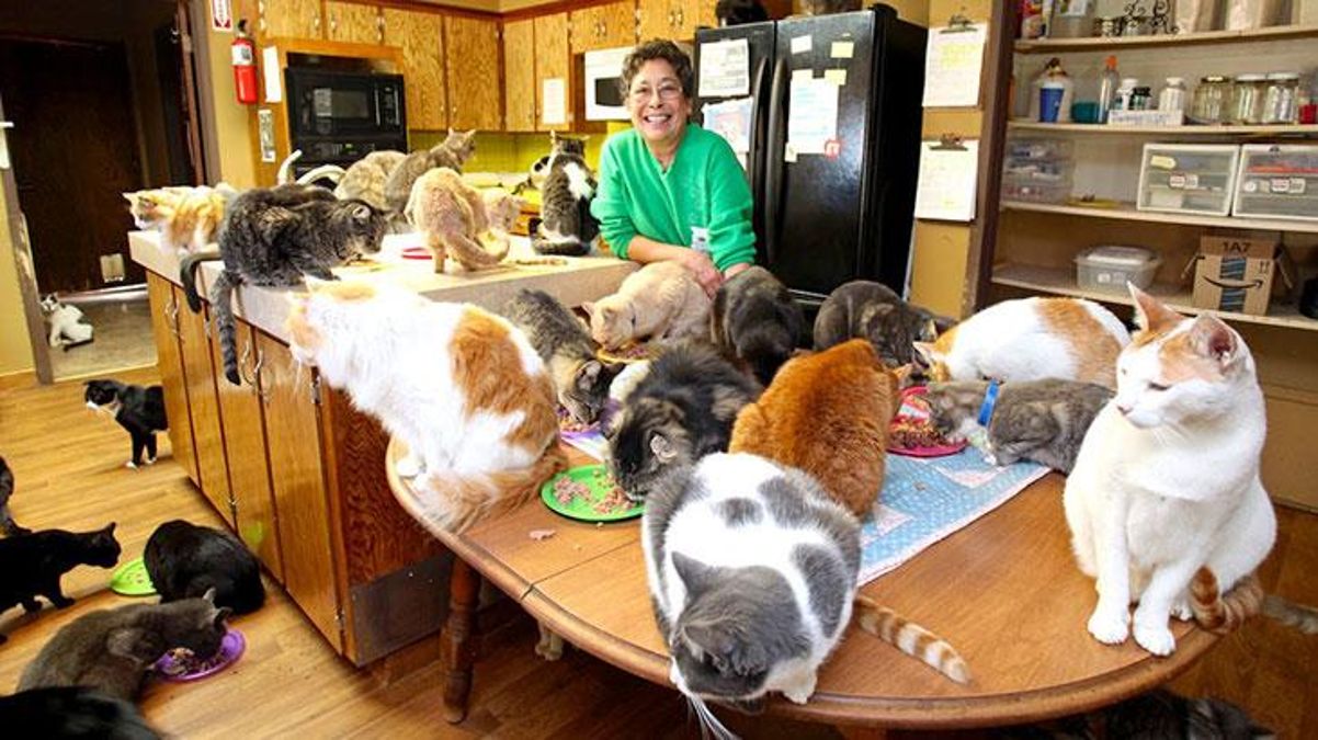 ABD'li kadın, evinde beslediği kedilerin sayısıyla şoke etti
