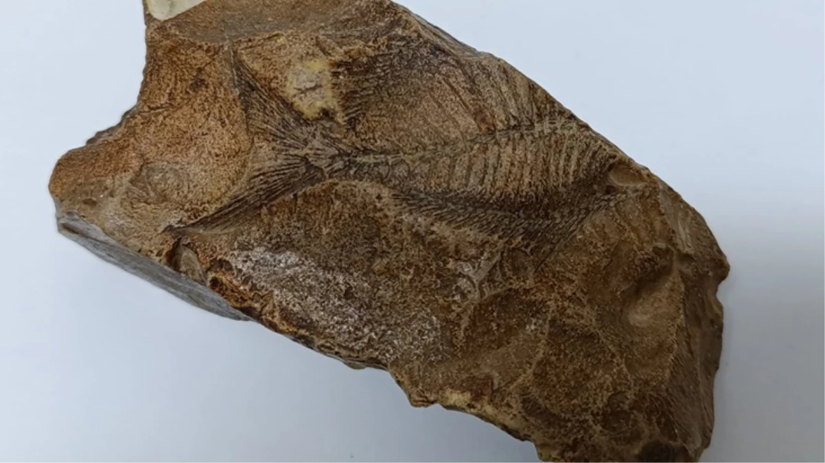 Adıyaman'da bir çiftçi yürüyüş yaparken 15 milyon yıllık balık fosili buldu