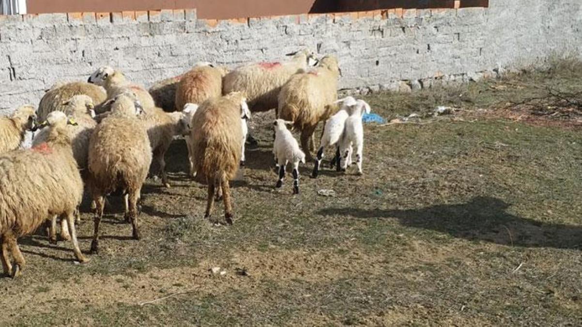 Ağılda bıraktıkları koyunlara bakmaya dönen çiftlik sahipleri, içeride ürkütücü manzarayla karşılaştı