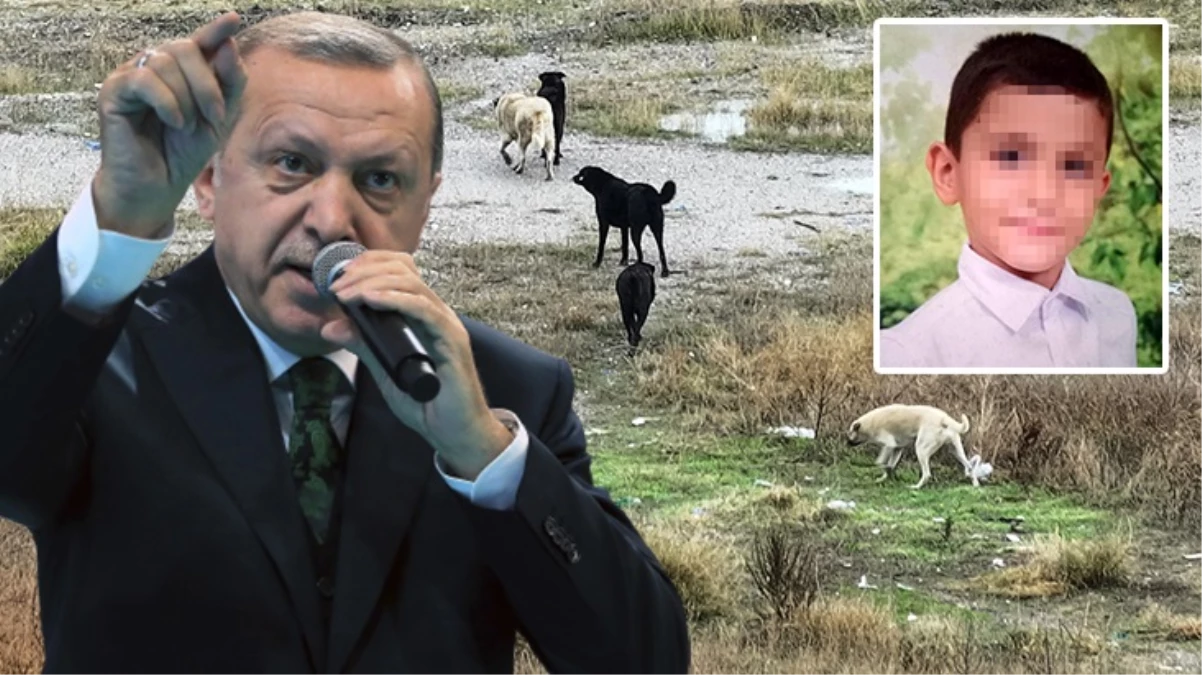 Cumhurbaşkanı Erdoğan'dan sokak köpekleri mesajı: Bu sorunu mutlaka çözeceğiz