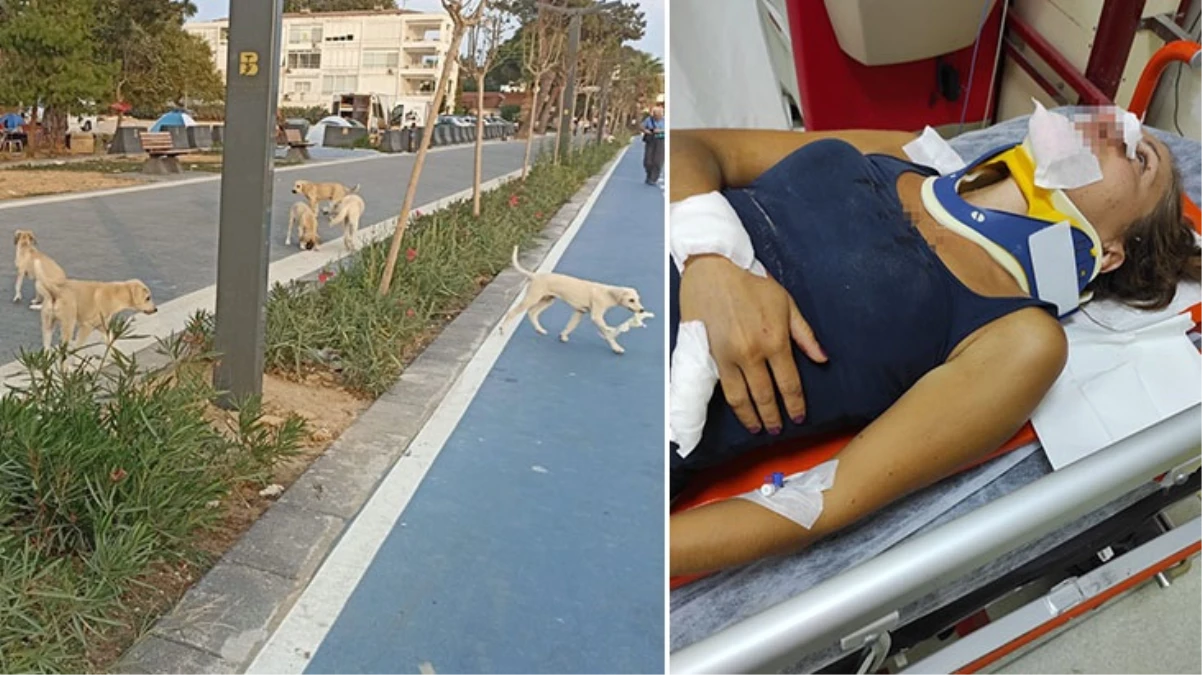 Balıkesir'de başıboş sokak köpeklerinin saldırdığı kadın ve kızı, ölümden döndü