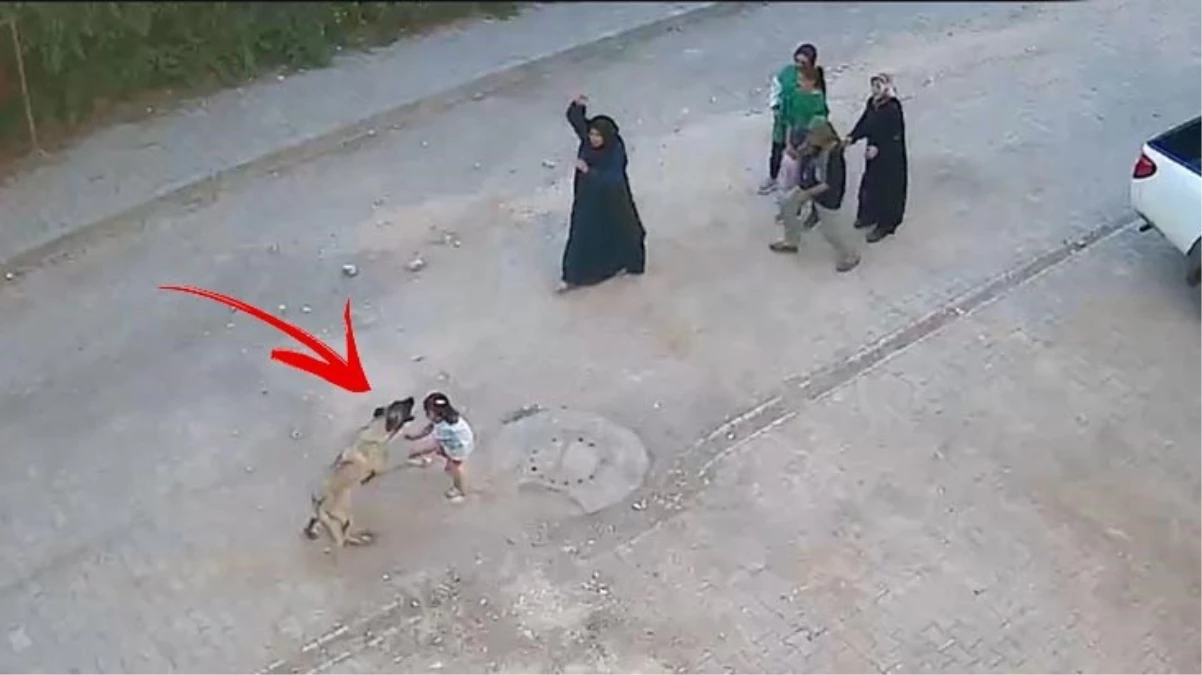 Başıboş sokak köpeği 4 yaşındaki kız çocuğuna saldırdı! Korkunç olay kamerada