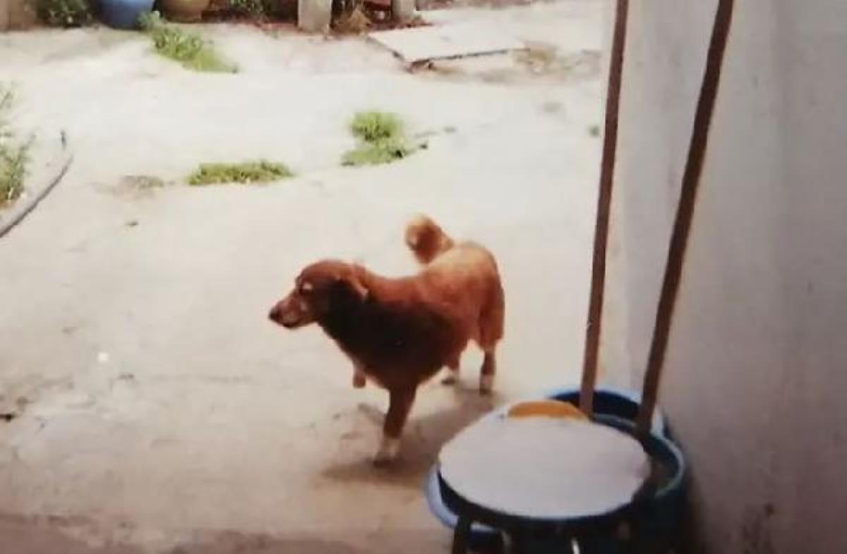 Bobi, gelmiş geçmiş en yaşlı köpek olarak Guinness Dünya Rekorunu kırdı