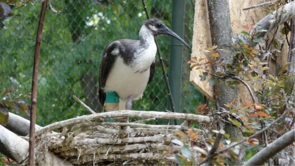 Bursa Hayvanat Bahçesi'nde Saman Boyunlu İbis Kuşu Yavrusu Tedavi Edildi