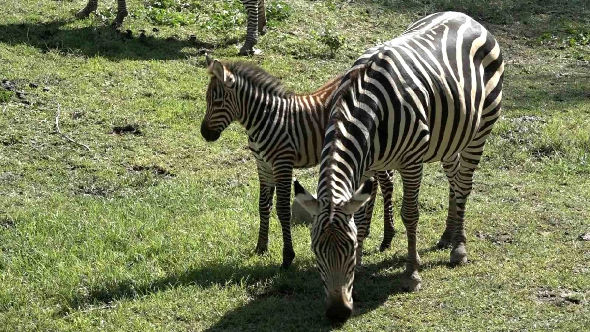 Bursa Zoopark'ta Zebra Ailesine 3 Yeni Yavru Katıldı