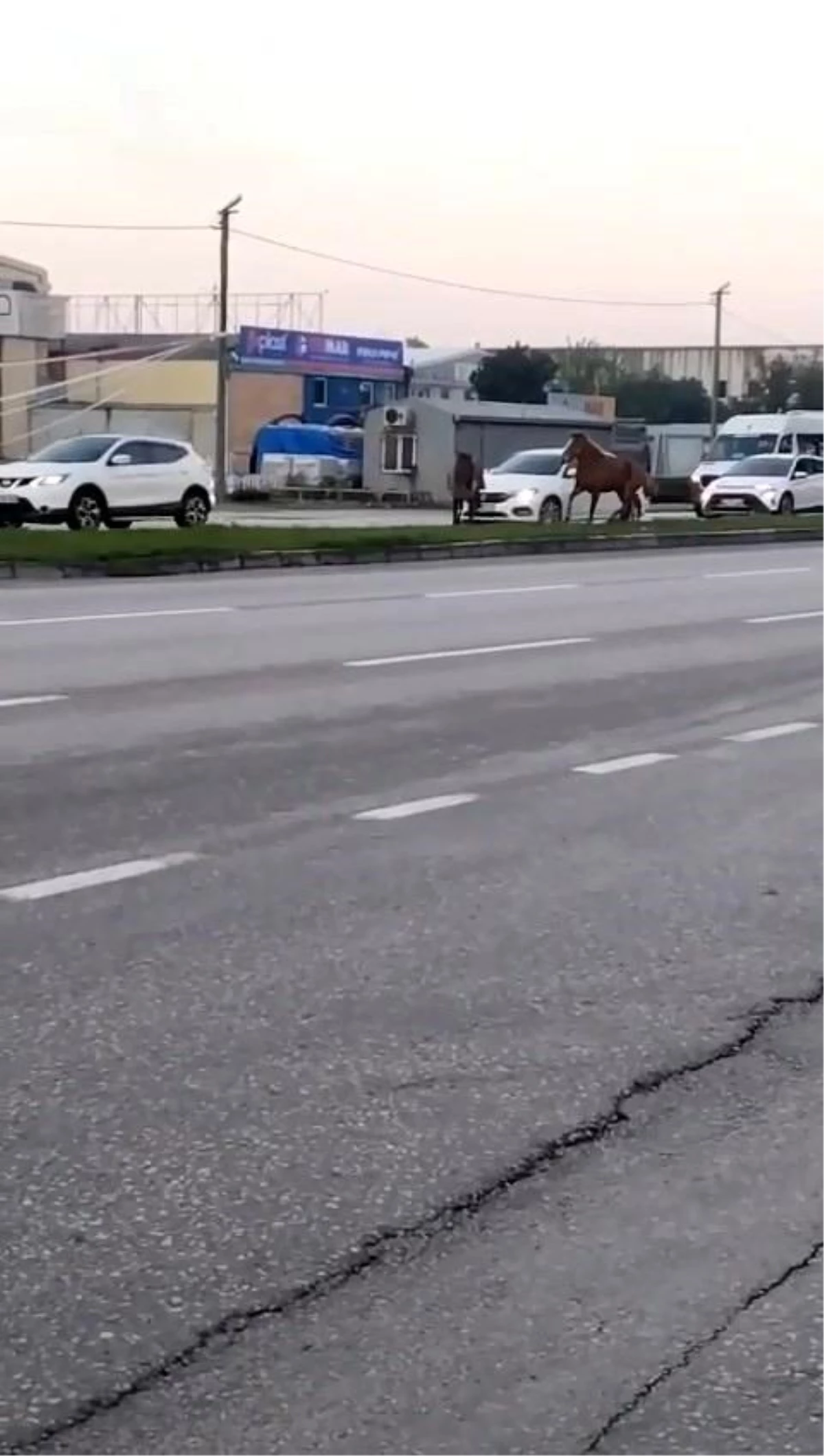 Bursa'da başı boş atlar trafikte tehlike saçıyor