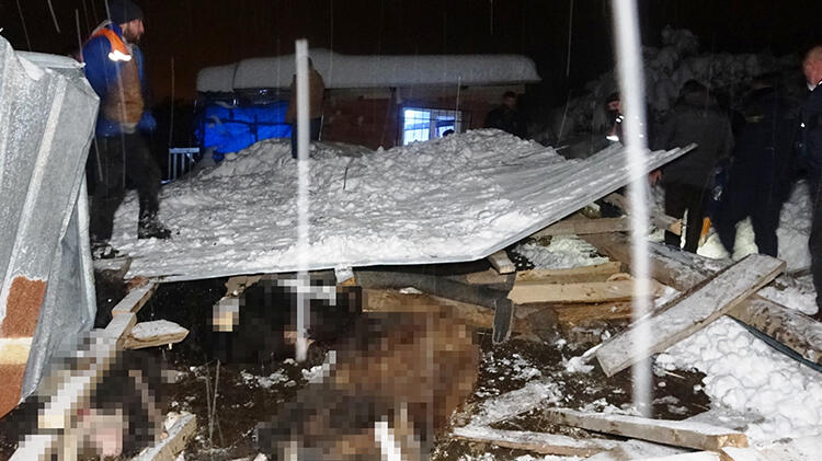 Bursa'da feci olay! 2 ağıl çöktü, hayvanlar telef oldu