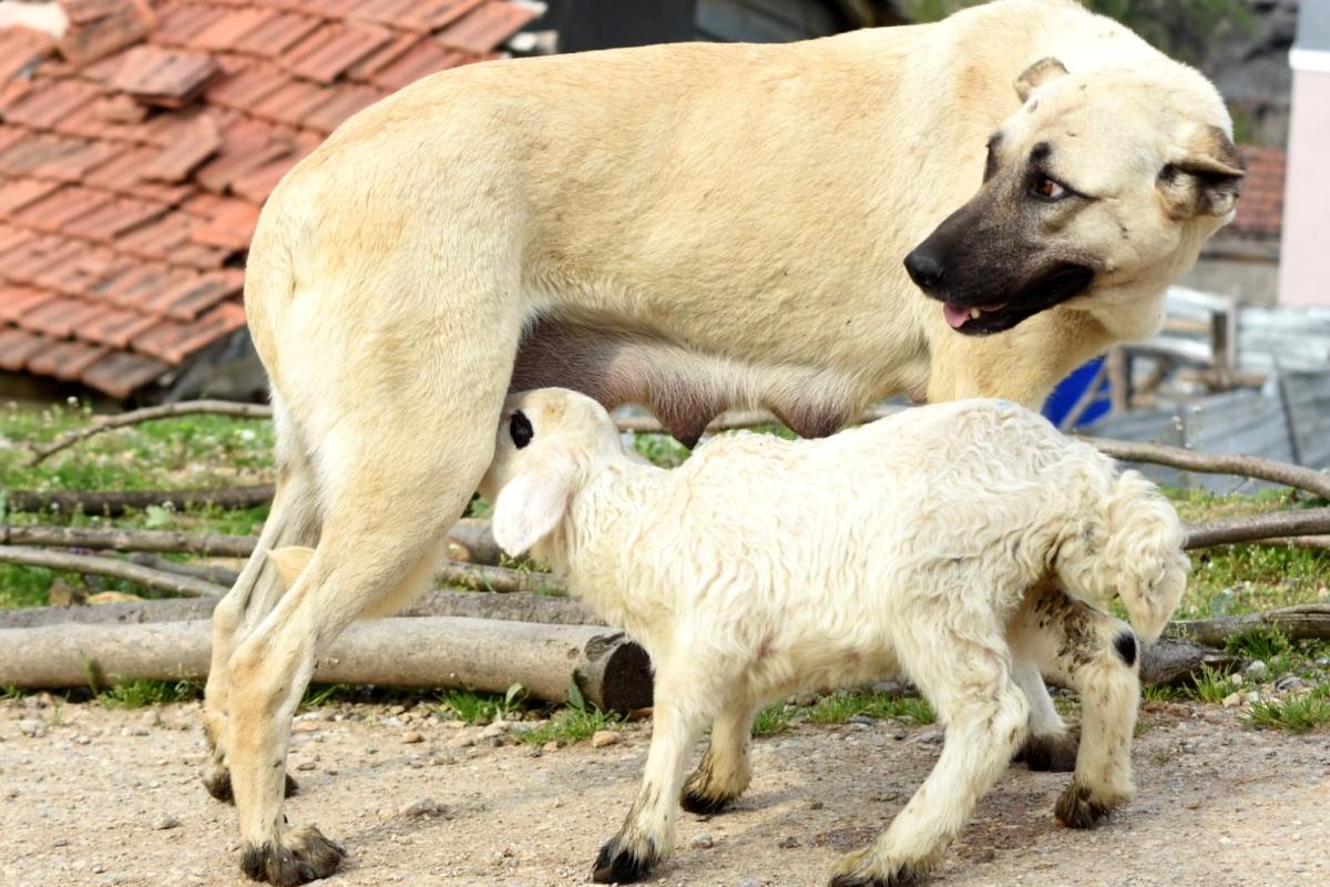 Çoban köpeği, kuzuya süt annelik yapıyor