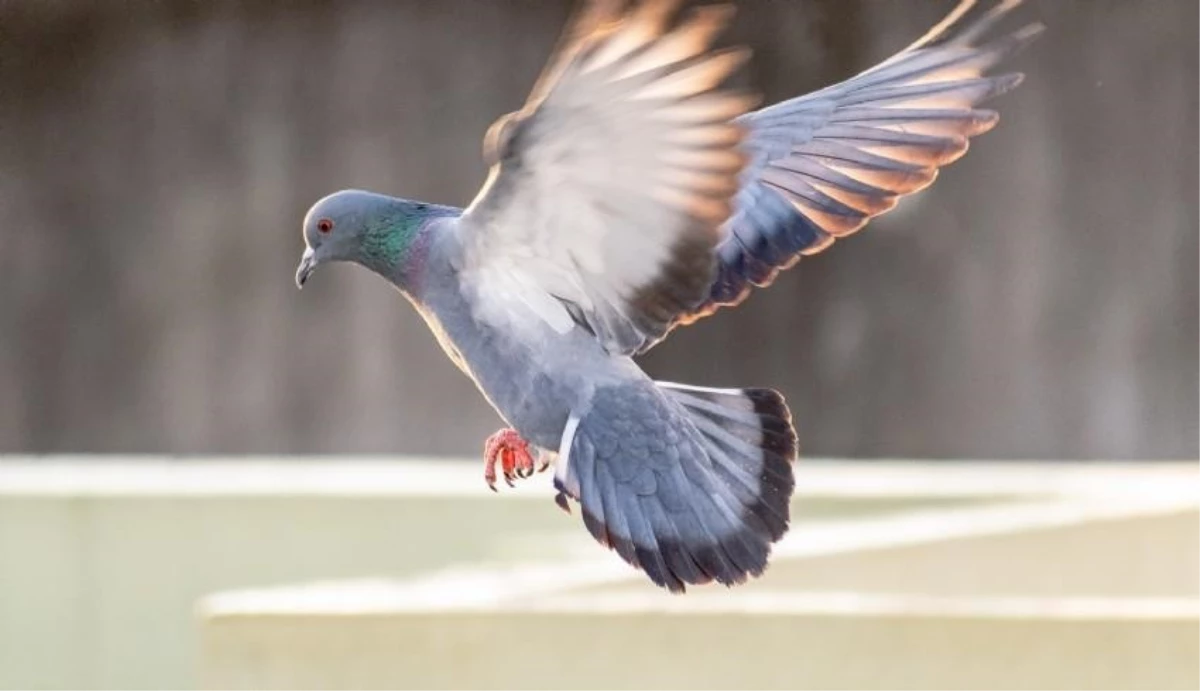 Hindistan, Çin casusu olduğundan şüphelenilen güvercini doğaya saldı