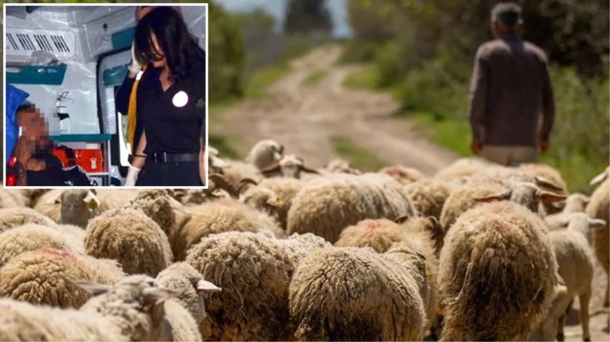 Koyun otlatırken üzerine gelen köpekleri görünce panikleyen çoban yanlışlıkla kendini vurdu