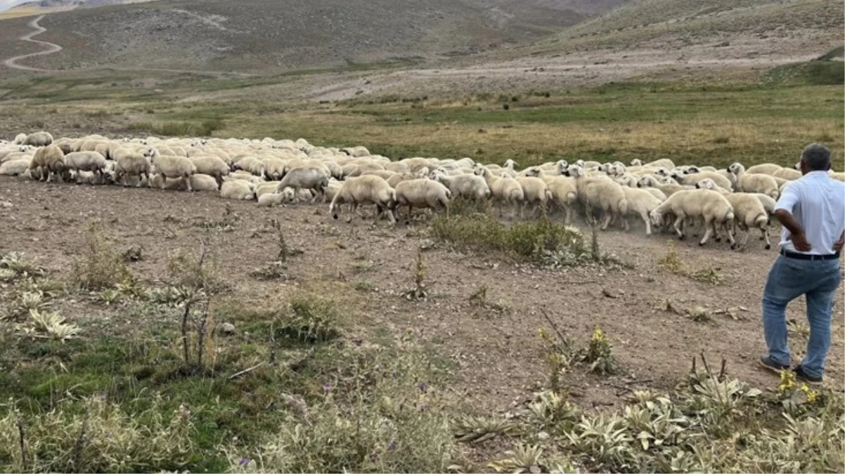 Malatya'da hayvan yetiştiricileri dertli: 20-25 bin TL maaşla çalışacak çoban bulamıyoruz