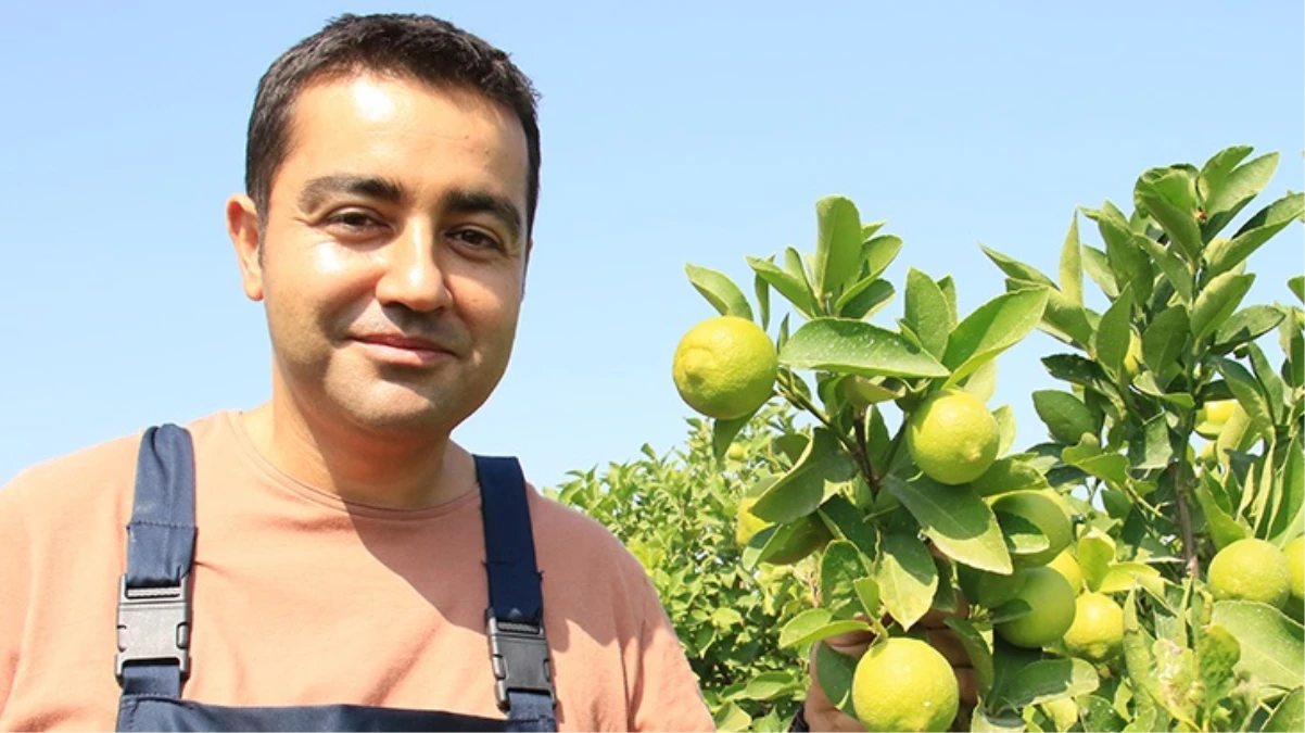 Mersin'de yetiştirilen yeşil limonun kilosu 10 kat daha pahalıya satılıyor