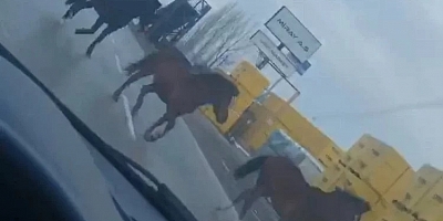 Bursa'da ana yolda gezen atlar kazaya davetiye çıkarıyor