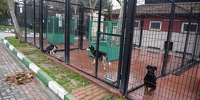 Bursa'da başıboş köpekler mercek altında!