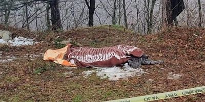 Bursa'da kestiği ağacın altında kalarak hayatını kaybetti