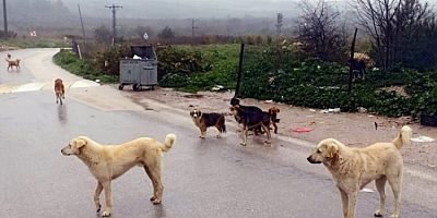Bursa'da köpekler ölüyor!