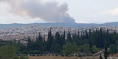 Bursa'da ormanlık alanda yangın