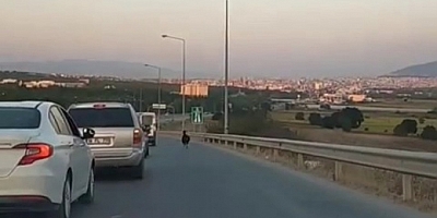 Bursa'da otobana çıkan keçi, trafiği altüst etti!