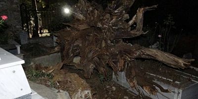 Bursa'da şehitlikte tarihi çınar ağacı mezarların üzerine devrildi