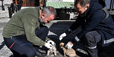 Bursa Osmangazi Belediyesi'nden Sokak Hayvanlarına Kış Öğünü