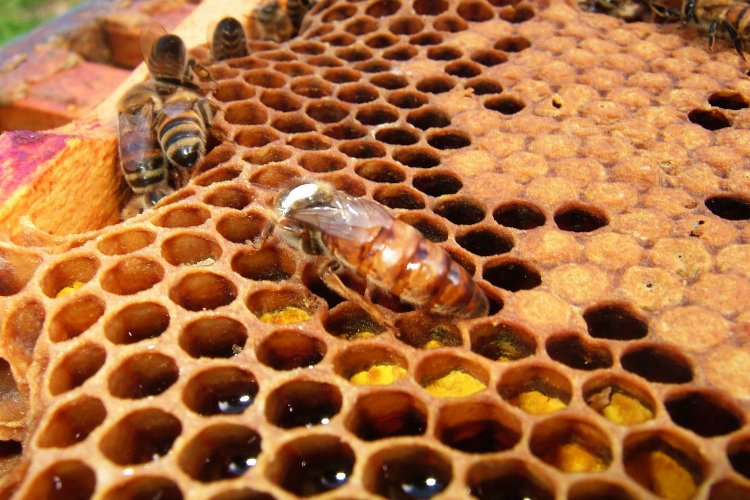 Ekosistemin en önemli parçası arılar