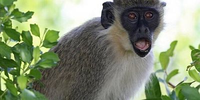 Hindistan'da şoke eden olay! Maymun kaçırdığı 4 aylık bebeği çatıdan attı