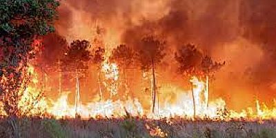 İspanya'da Valensiya'da Orman Yangını: 600 Kişi Tahliye Edildi