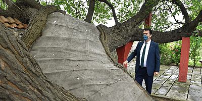 Kosova’daki tarihi ağacı Osmangazi yaşatıyor
