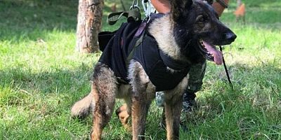 Meksikalı arama kurtarma köpeği Proteo, Türkiye'de ölmüştü! Nedenini açıkladı
