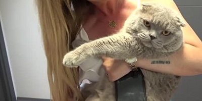 Obez kedi 'Pascal' yaklaşık 8,5 kilo ağırlığında