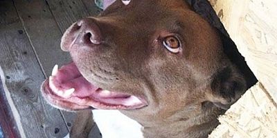 'Şila' isimli köpeği kulübesinde yakarak öldüren sanık hakkında tutuklama kararı