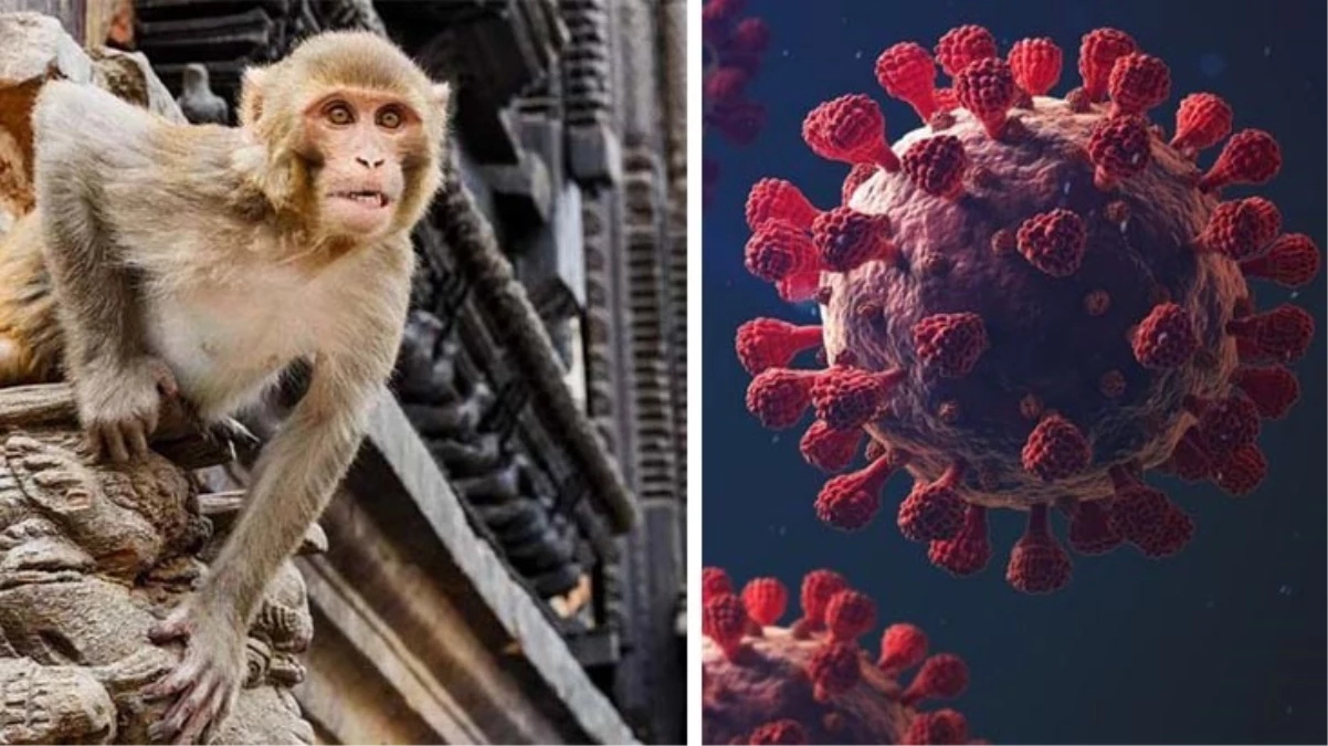 Vahşi maymun saldırısına uğrayan kişi ölümcül 'Monkey B' virüsüne yakalandı