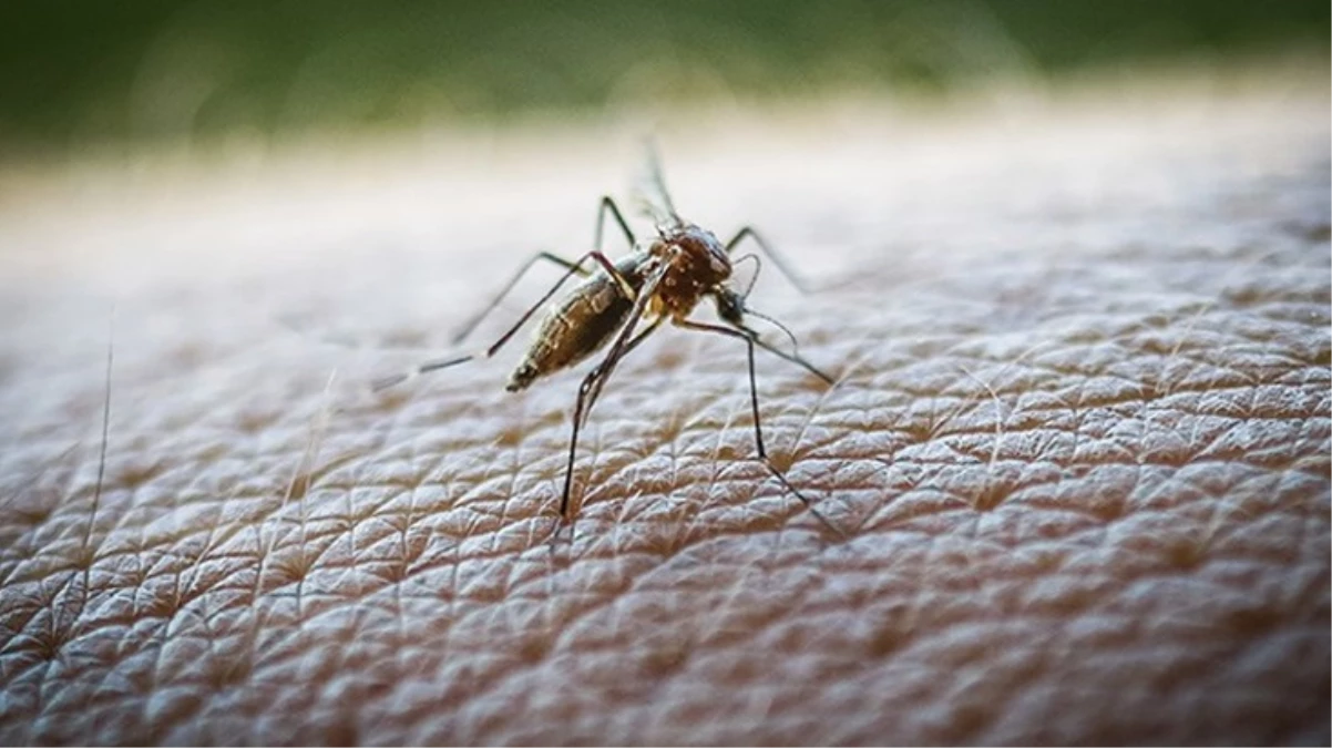 Yunanistan'da Batı Nil Virüsü'nde yeni vakalar tespit edildi! Hayatını kaybedenlerin sayısı 19 oldu
