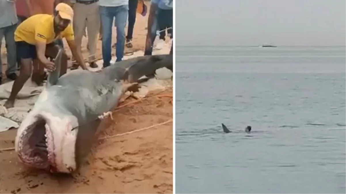 Yüzen Rus turisti parçalayan köpekbalığı dövülerek öldürüldü