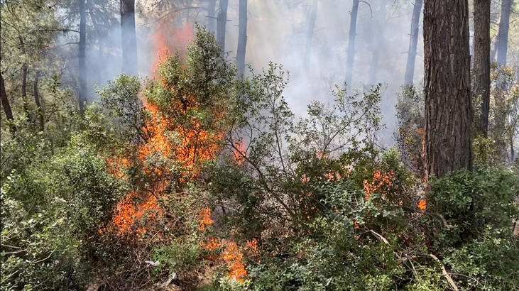  İstanbul'da orman yangını! Ekipler bölgede
