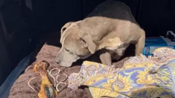 12 yıl sonra bulundu! 'Öğrendiğinde şoka girdi'