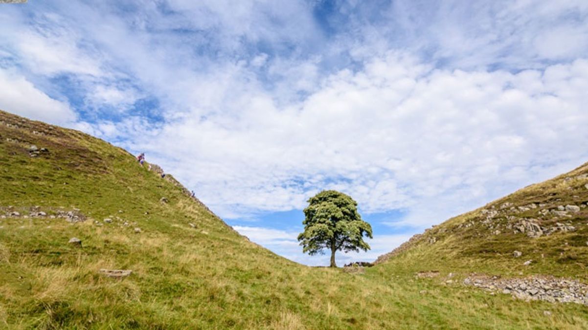 16 yaşındaki çocuk, Hollywood filmlerinde yer alan İngiltere'nin en ünlü ağacını kesti