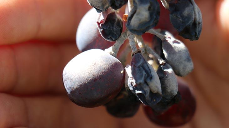 3 bin yılda bir açtığına inanılıyor! Akın ettiler