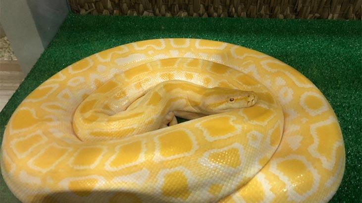 3 metre uzunluğunda piton ele geçirildi