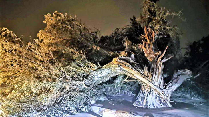 500 yıl sonra pes etti! Hemen herkesin anısı vardı...