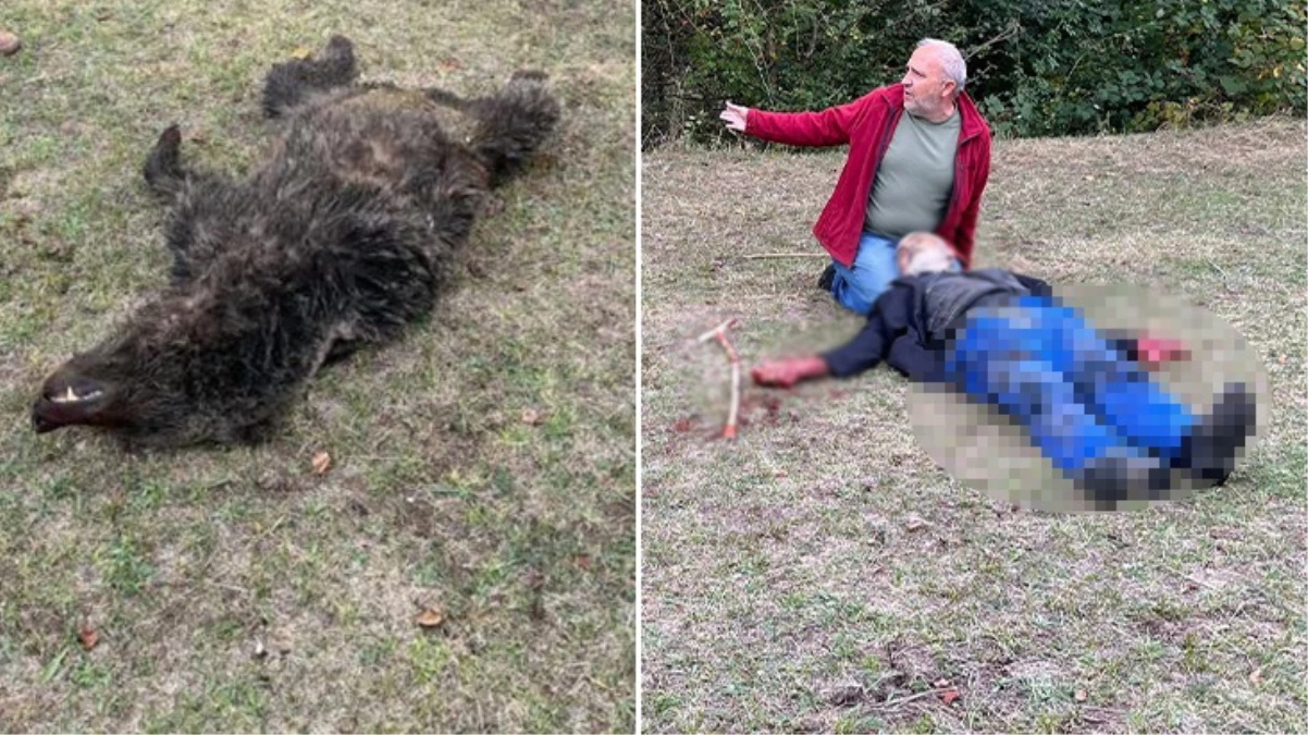 82 yaşındaki adama saldıran ayı, köylüler tarafından etkisiz hale getirildi