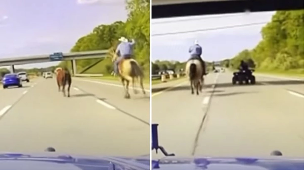 ABD'de eyaletler arası yolda kovboy ile inek arasında kovalamaca