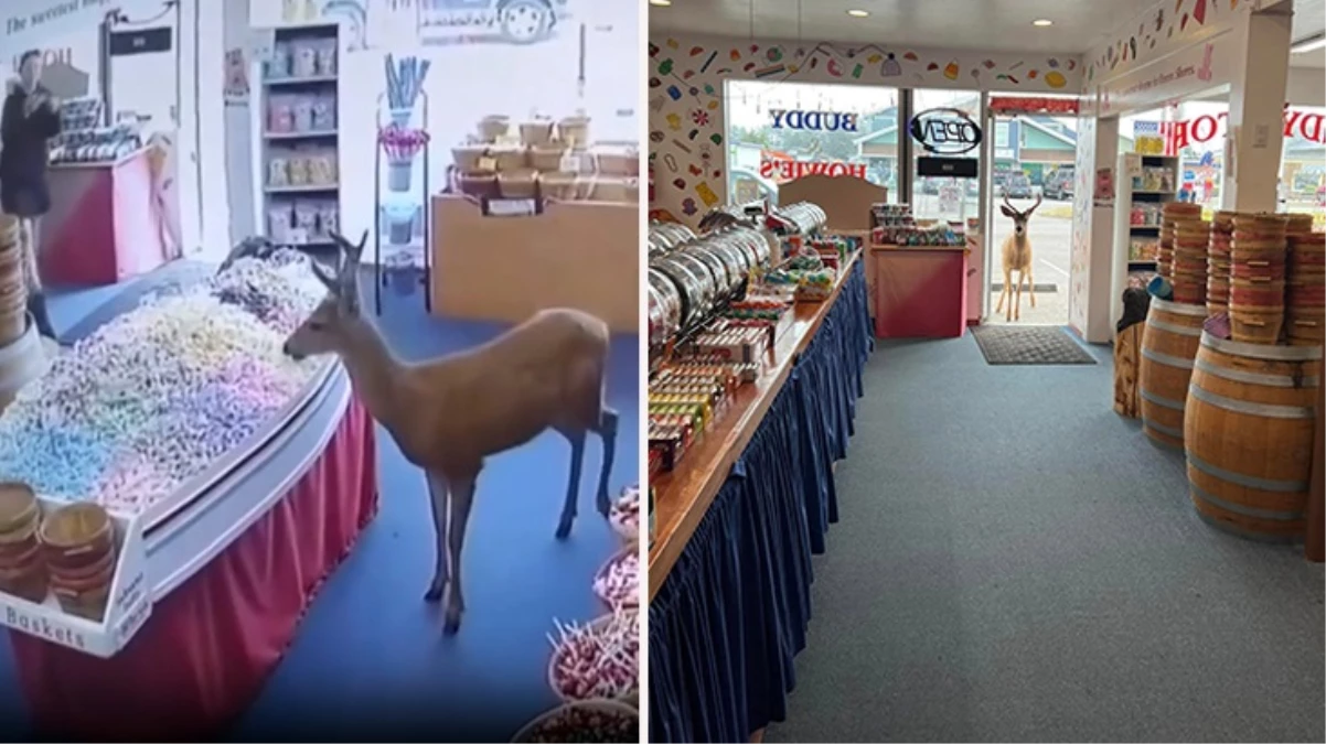 ABD'de yolunu şaşıran geyik soluğu şekerlerle dolu dükkanda aldı