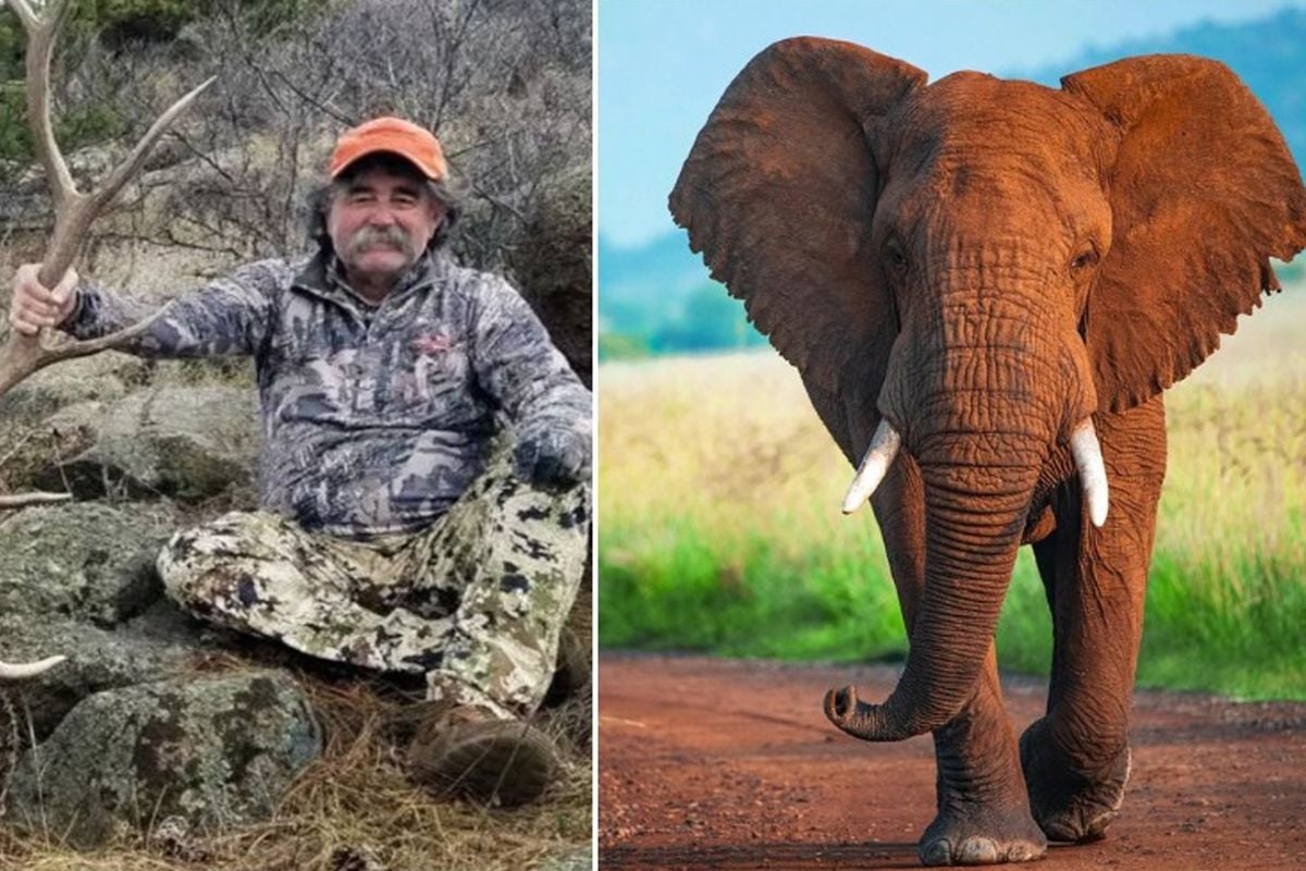 ABD'li milyoner avcı fillerin altında can verdi