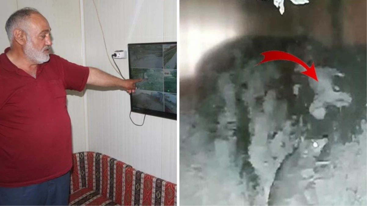 Aç kurt çiftlikteki köpeği götürdü! Görüntü sonrası tedirgin olan vatandaşlar nöbet tutmaya başladı