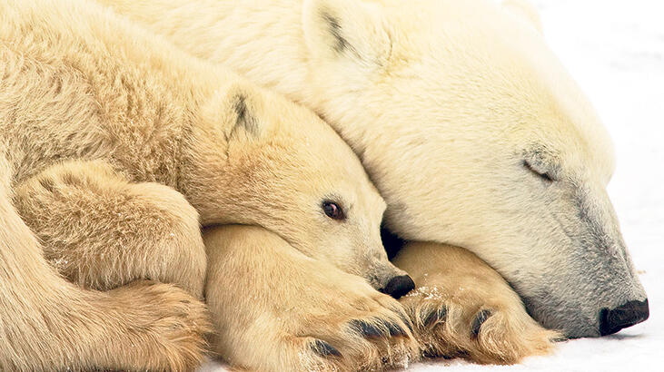 Açlıktan ölüyorlar