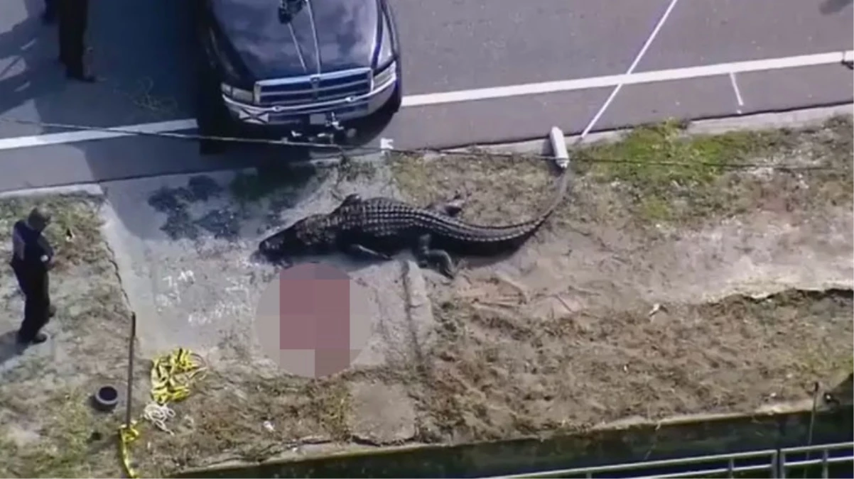 Ağzında insan kalıntıları bulunan timsah öldürüldü