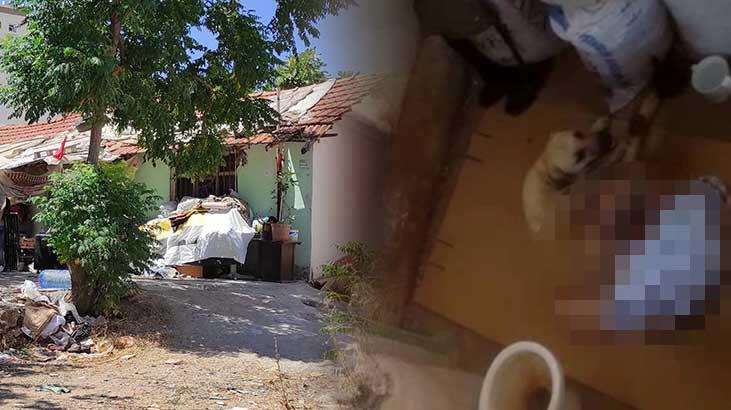 Hortumla bağladığı köpeğe tecavüz etmişti! Flash gelişme...