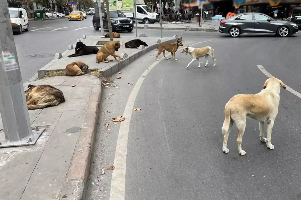 AYM'den Sokak Hayvanları Yasası'nın iptal istemine ret