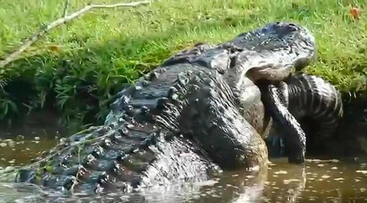 Bahçede belirdi, milyonlarca kez izlendi! Tek seferde yuttu